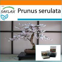 SAFLAX - Sodas maišelyje - Bonsai - Laukinė juodoji vyšnia - 30 sėklų - Su substratu tinkamame stovimame maišelyje - Prunus serulata