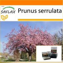 SAFLAX - Sodas maiše - Laukinė juodoji vyšnia - 30 sėklų - Su substratu tinkamame stovimame maišelyje - Prunus serrulata