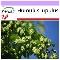 SAFLAX – Paprastasis apynis – 50 sėklų – Humulus lupulus