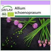 SAFLAX – Ekologiški – Laiškiniai česnakai – 250 sėklų – Allium schoenoprasum