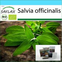 SAFLAX - Dovanų rinkinys - Ekologiškas - Šalavijas - 60 sėklų - Su dovanų dėžute, kortele, etikete ir vazono substratu - Salvia officinalis