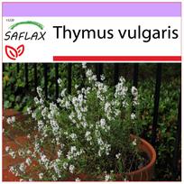 SAFLAX – Paprastasis čiobrelis – 200 sėklų – Thymus vulgaris