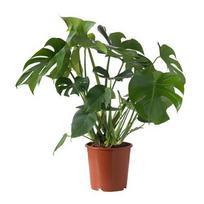 Vazoninis augalas monstera, Ø14, 55 cm, lot. MONSTERA DELICIOSA