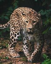 Pledas Leopardas 120 x 150 cm