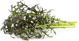 Raudonos spalvos garstyčios Smart Garden Click & Grow, 3 vnt