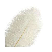 Stručio plunksna, 26-28 cm, balta
