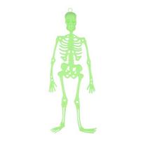 Helovino kabantis skeletas švytintis tamsoje, 33 cm