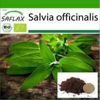 SAFLAX – Ekologiškas – Šalavijas – 60 sėklų – Su vazoniniu substratu geresniam auginimui – Salvia officinalis