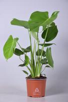 Vazoninis augalas monstera, Ø 17, 60 cm, lot. MONSTERA DELICIOSA