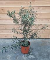Lauko augalas alyvmedis, Ø 27, 100 cm, lot. OLEA EUROPAEA