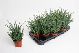 Vazoninis augalas alavijas, Ø 11, 20 cm, lot. ALOE ARBORESCENS