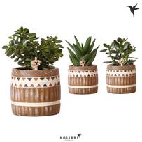 Vazoninis augalas sukulentas, Ø 10, 20 cm, lot. SUCCULENTUS MIX, in ceramic