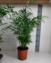 Vazoninis augalas palmė, Ø 17, 60 cm, lot. Chamaedorea Elegans