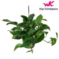 Vazoninis augalas skindapas, pakabinamas, Ø 15, 40 cm, lot. Epipremnum hang