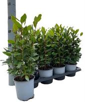 Vazoninis augalas lauramedis, Ø 14, 40 cm, lot. LAURUS NOBILIS