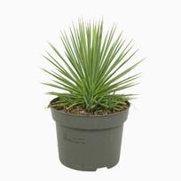 Vazoninis augalas agava, Ø 26, 40 cm, lot. AGAVE