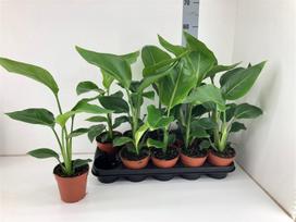 Vazoninis augalas strelicija, Ø 12, 50 cm, lot. Strelitzia reginae