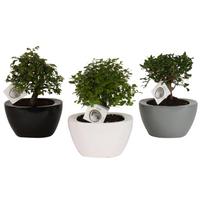 Vazoninis augalas bonsas, vazone, Ø 22, 45 cm, lot. BONSAI, in ceramic