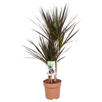 Vazoninis augalas dracena, Ø 17, 80 cm, 30-15, lot. DRACAENA MAGENTA