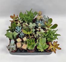 Vazoninis augalas sukulentas, Ø 5,5, 8 cm, lot. Succulent mix