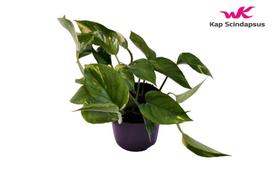 Vazoninis augalas skindapas, Ø 12, 25 cm lot. Epipremnum