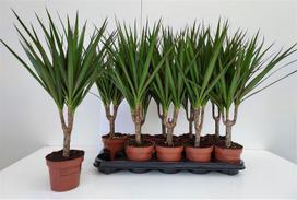 Vazoninis augalas dracena, Ø 12, 45, cm, lot. DRACAENA MARGINATA