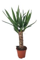 Vazoninis augalas juka, Ø 14, 60 cm, lot. YUCCA