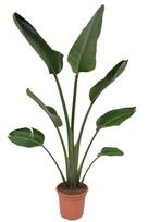Vazoninis augalas strelicija, Ø 24, 120 cm, lot. Strelitzia nicolai