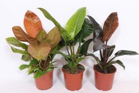 Vazoninis augalas filodendras, Ø 19, 65 cm, lot. PHILODENDRON MIX