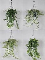 Vazoninis augalas gebenė, Ø 19, 50 cm, lot. HEDERA