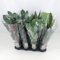 Vazoninis augalas kalatėja, Ø 14, 45 cm, lot. CALATHEA