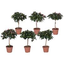 Vazoninis augalas azalija, Ø 13, 40 cm, lot. AZALEA MIX ON STEM