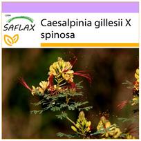 SAFLAX – Povo krūmas – 10 sėklų – Caesalpinia gillesii