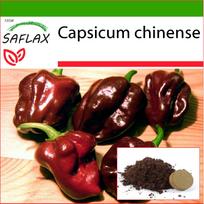 SAFLAX - Čili - Habanero šokoladas - 10 sėklų - Su vazono substratu geresniam auginimui - Capsicum chinense