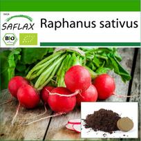 SAFLAX – Ekologiški – Ridikėliai – Vyšnių varpelis – 100 sėklų – Su vazoniniu substratu geresniam auginimui – Raphanus sativus