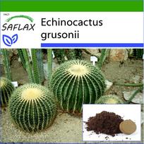 SAFLAX – Statinė kaktusas / Uošė – 40 sėklų – Su vazoniniu substratu geresniam auginimui – Echinocactus grusonii