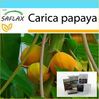 SAFLAX – Dovanų rinkinys – Meliono medis – 30 sėklų – Su dovanų dėžute, kortele, etikete ir vazono substratu – Carica papaya