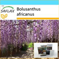 SAFLAX – Dovanų rinkinys – Afrikinis visterijos medis – 15 sėklų – Su dovanų dėžute, kortele, etikete ir vazono substratu – Bolusanthus africanus