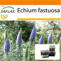 SAFLAX - Sodas maiše - Madeiros pasididžiavimas - 100 sėklų - Su substratu tinkamame stovimame maišelyje - Echium fastuosa