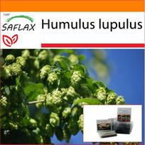 SAFLAX - Sodas maiše - Paprastasis apynis - 50 sėklų - Su substratu tinkamame stovimame maiše - Humulus lupulus