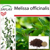SAFLAX - Melisa - 150 sėklų - Su vazoniniu substratu geresniam auginimui - Melissa officinalis