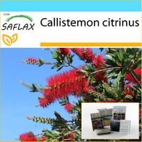 SAFLAX - Dovanų rinkinys - Raudonas buteliuko šepetys - 400 sėklų - Su dovanų dėžute, kortele, etikete ir vazono substratu - Callistemon citrinus