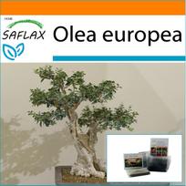 SAFLAX - Sodas maišelyje - Bonsai - Paprastoji alyvuogė - 20 sėklų - Su substratu tinkamame stovimame maišelyje - Olea europea