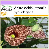 SAFLAX – Olandijos pypkė – 80 sėklų – Aristolochia littoralis