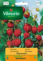Braškių Mignonette sėklos 0,1g - VILMORIN