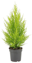 Lauko augalas kiparisas, Ø 17 , 65 cm, lot. Cupressus mac. Goldcrest Wilma