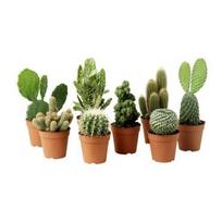 Vazoninis augalas kaktusas, Ø 8,5, 12  cm, lot. Cactus mix