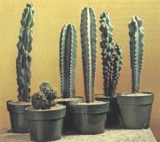 Vazoninis augalas kaktusas, vazone, Ø 12, 20 cm, lot. Cactus mix