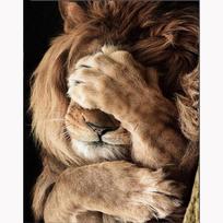 5D DIY Diamond Painting Animals Shy Lion Cross Stitch Diamond Diamond Embroidery Home Decor Gift 20X30CM