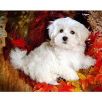 Cross Stitch Kit DIY Diamond Embroidery White dog Diamond Painting Mosaic Home Decor 20X30CM